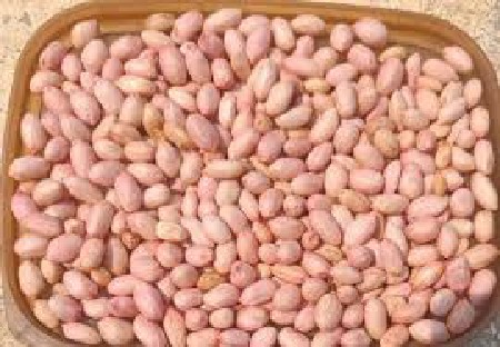 ગિરનાર 4 મગફળી બિયારણ