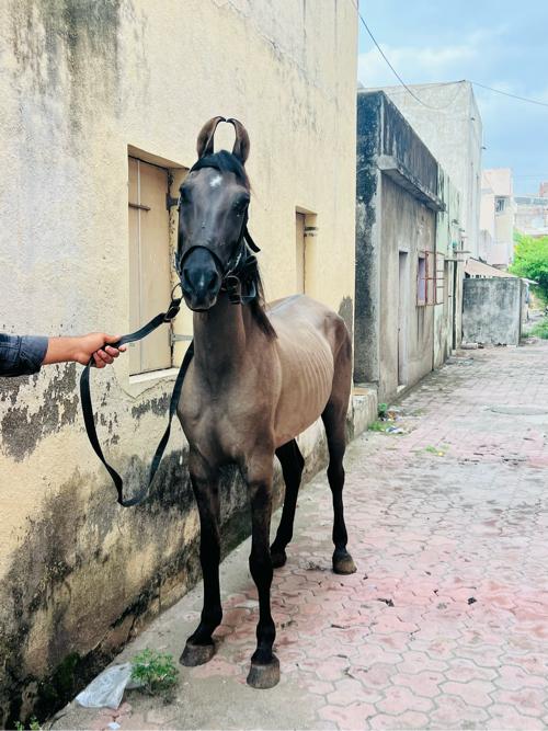 Ghodi che 
30//32 hale che 
58+