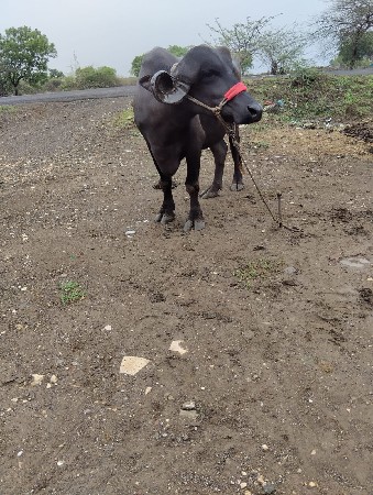 પેલવેતરી ખડેલીસે ગાભણીસે પદરદીવસનીક