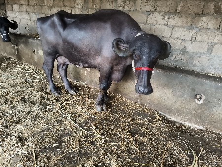 સાડા પાંચ છ 6લીટર દૂધ
