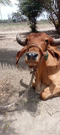 aa gay veshvani se nishe vasrdi sA
