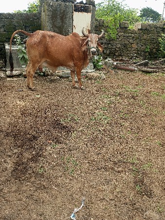 કાબરી ગાય