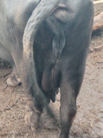 આ ભેંસ વેચવાની છે