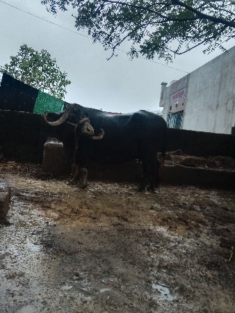 ભેસવેશવાનીશે8મહીનાનીગાભણી