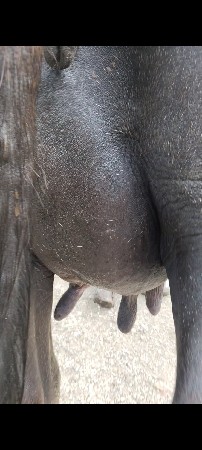 ભેંસ વેચવાની છે