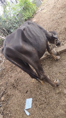 pado