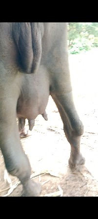 પેલા વેતર ની ખડાય