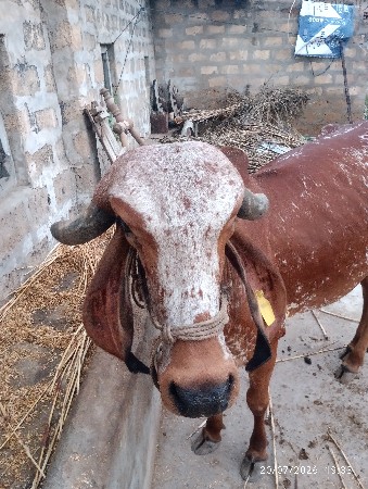 હોડકી વેસવાની છે
