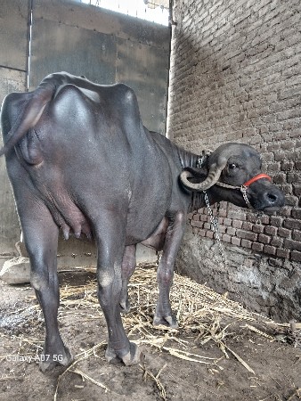 જાફરાબાદી ખડેલી વેચવાની