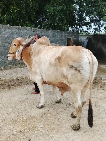 બળદ વેચવાનો છે
