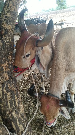 બળદ3ધરના સાવજોજા