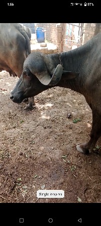 ભેંશ વેચવાની છે 1 લુ વેતર