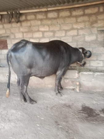 આ ભેસ વેશવાનિ છે
