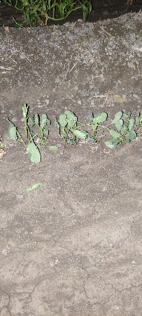 બિયારણ વેચવાનું છે