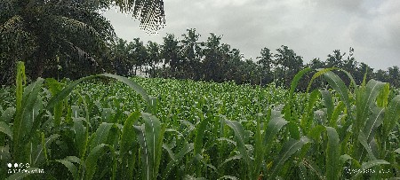 રોડ ટચ જવાર દેવાની છે