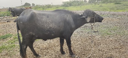 ભેંસ બેસવાની સે
