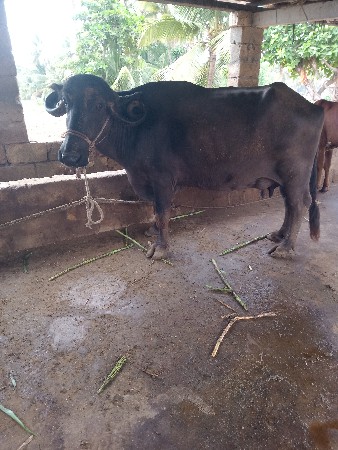 ભેશ વેચવાની છે