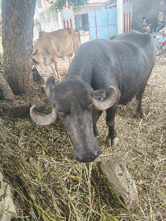 ભેંસ વેચવાની છે