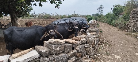 ૪. ભેંસ છુ.  વેચવાની છે