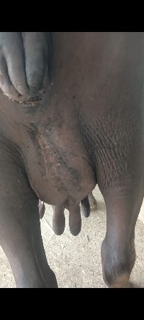ભેંસ વેચવા ની છે
