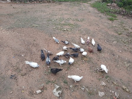કબુતર વેચવાના છે