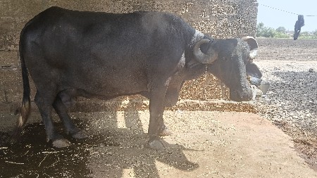 ભેંસ વેચવાની છે