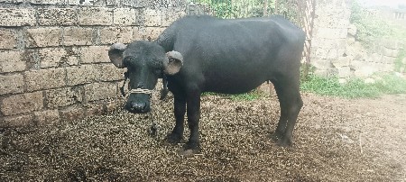 ખડેલી વેચવાની છે