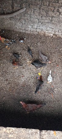 દેશી ટુકડા