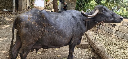 ભેંશ પાંચ મહિના ની વિયાયેલી