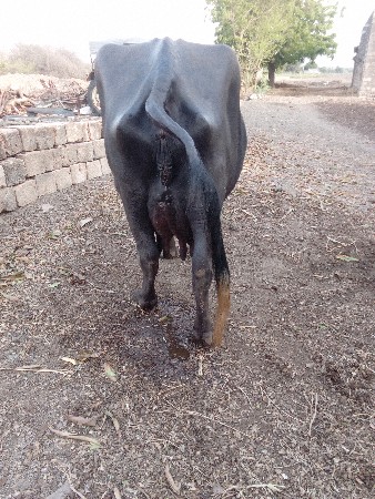 ભેંસ વેચવાની છે