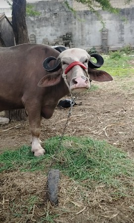 બે દાતે ખડેલી છે