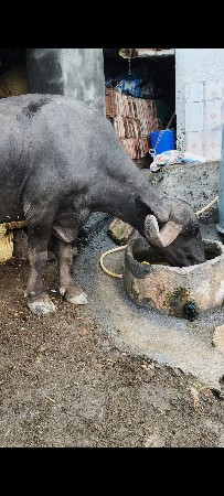 ભેંસ