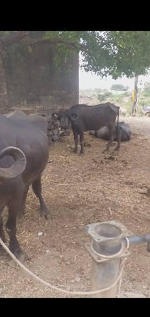 આ ખડાય વેચવાનીશે