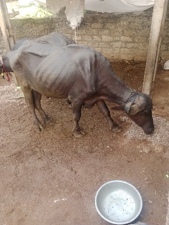આ ખડેલી વેચવાની છે જેને લેવી હોય ત્