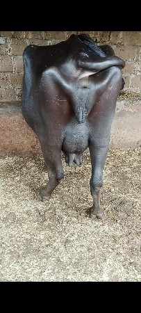 આ ભેસ વેચવાની છે