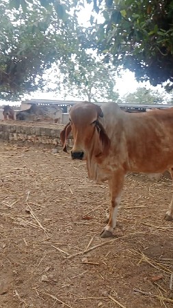 પેલું વેતર હોડકી