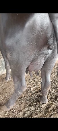 ભેંસ વેચવાની ની સે