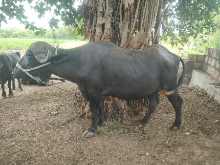 ખડેલી વેચવાની છે