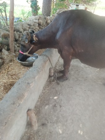 આ ભેંસ વેચવાની છે