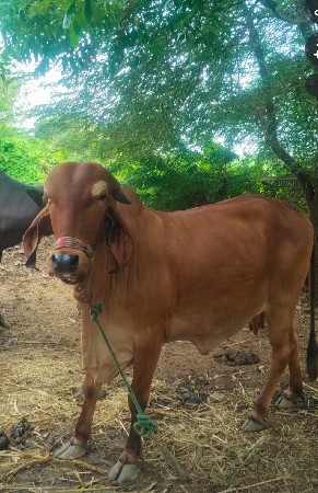 ગીર ગાય વેસવાની સે