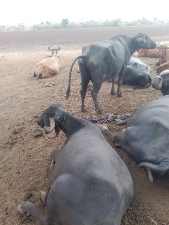 વેસવા ની