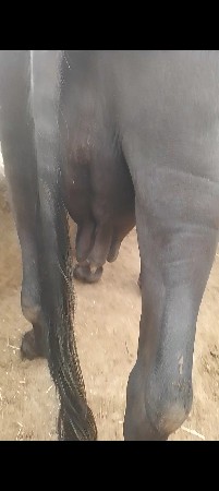 ભેંસ વેચવાની છે