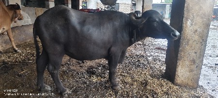 ભેશ વેસવાની છે