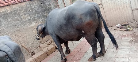 ભેંસ વેચવાની છે
