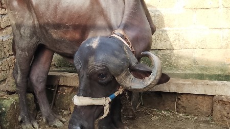 અમિત રાઠોડ