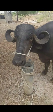 આ ભેંસ વેચવાની છે