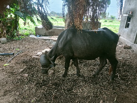 ખણલીવેસવાનેછે