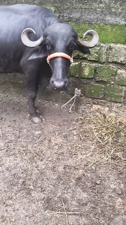 પેલું વેતર
