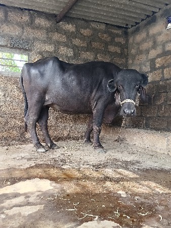 2 ભેસુ વેચવાની છે
