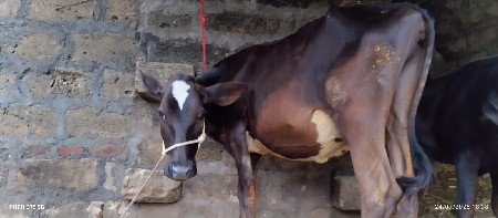 2 બે વાસડી વેચવાની છે